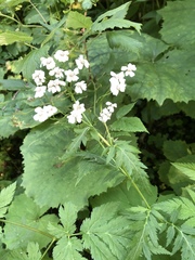 Achillea macrophylla