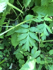 Achillea macrophylla
