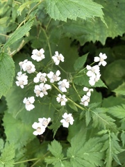 Achillea macrophylla