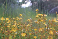 Hypericum linarioides