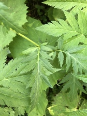 Achillea macrophylla
