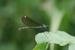 Calopteryx splendens