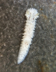 Aegires albopunctatus