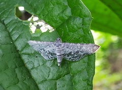 Epaena