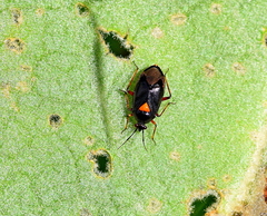 Deraeocoris ventralis ventralis