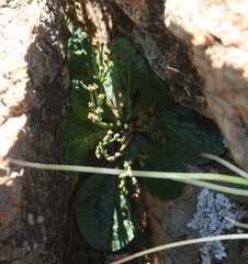 Euphorbia ecklonii