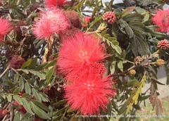 Calliandra trinervia