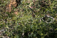 Asparagus multiflorus