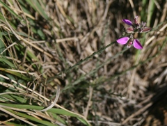 Polygala pubiflora
