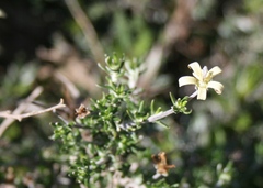 Wahlenbergia cinerea
