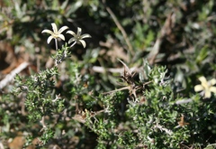 Wahlenbergia cinerea