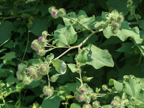 Greater burdock