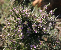 Muraltia ericifolia