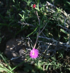 Delosperma neethlingiae