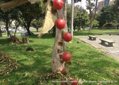 Citharexylum subflavescens