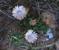 Trichodiadema strumosum