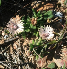 Trichodiadema strumosum