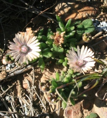 Trichodiadema strumosum