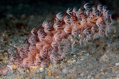 Veretillidae