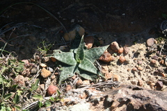 Ledebouria revoluta