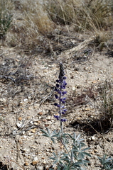 Lupinus argenteus argenteus