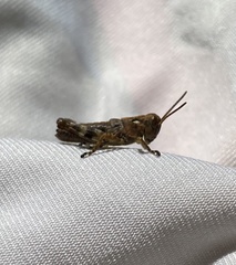 Melanoplus punctulatus