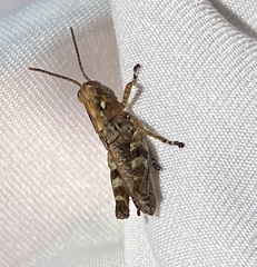 Melanoplus punctulatus