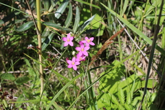 Centaurium littorale