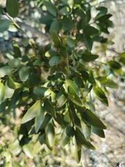 Capparis sepiaria