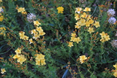 Hypericum linarioides