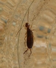 Forficula auricularia