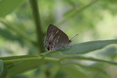 Thereus cithonius