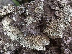 Arctoparmelia subcentrifuga