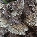 Abrading Ring Lichen - Photo (c) Samuel Brinker, some rights reserved (CC BY-NC), uploaded by Samuel Brinker