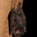 Aztec Fruit-eating Bat - Photo (c) Juan Cruzado Cortés, some rights reserved (CC BY-SA), uploaded by Juan Cruzado Cortés