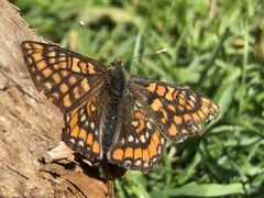 Euphydryas intermedia