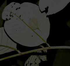 Chondroderella borneensis