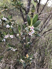 Trembleya parviflora