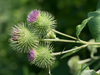 Greater Burdock - Photo (c) tlit46, some rights reserved (CC BY-NC), uploaded by tlit46