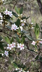 Trembleya parviflora