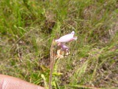 Penstemon australis