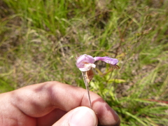 Penstemon australis