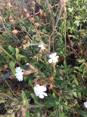 Silene latifolia