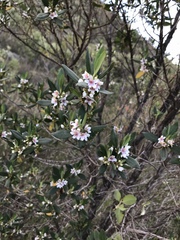Trembleya parviflora
