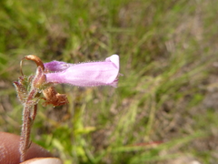 Penstemon australis