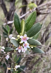 Trembleya parviflora