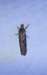 Acrolophus texanella