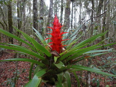 Tillandsia imperialis