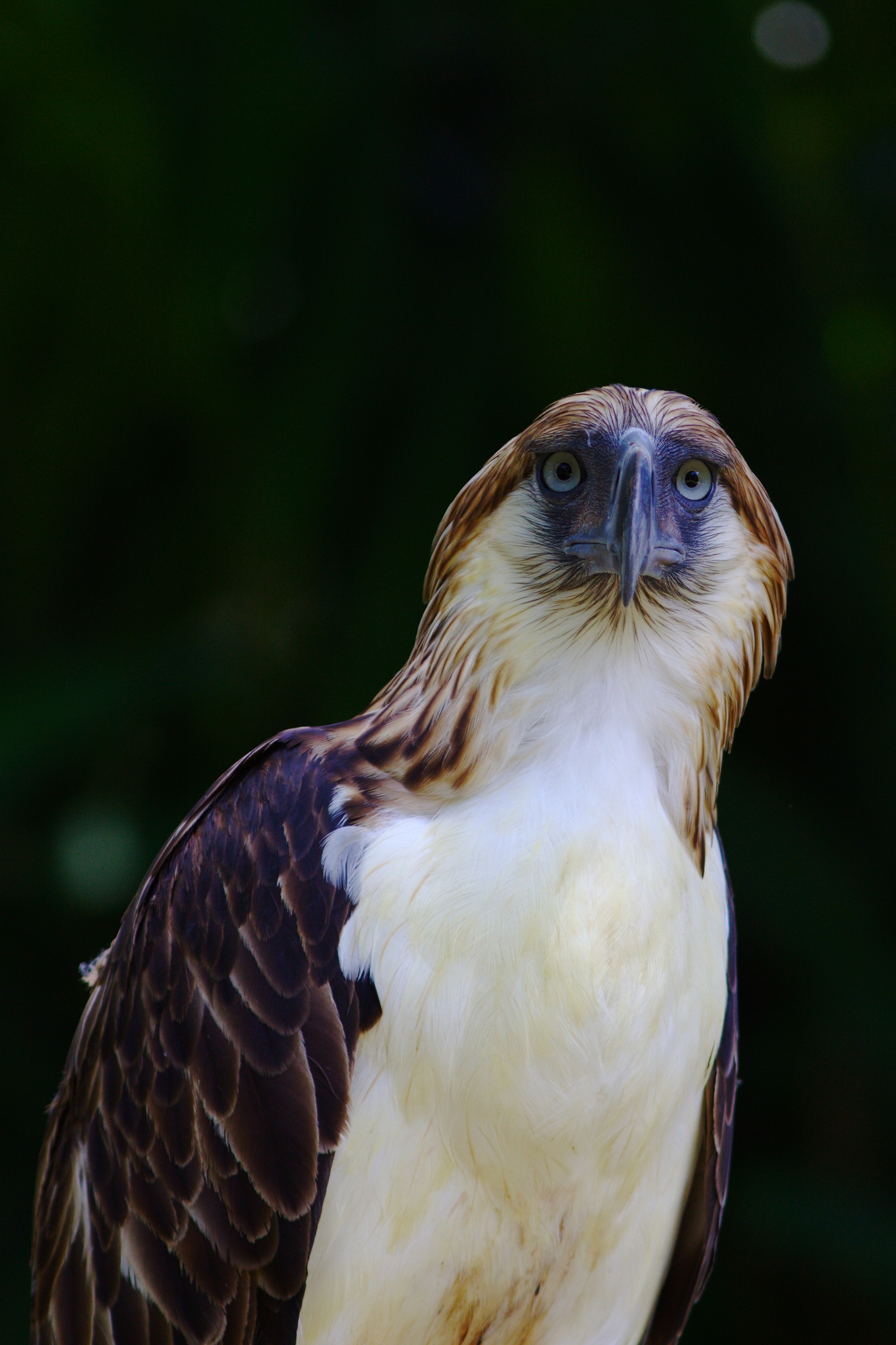 Philippine Eagle (Pithecophaga jefferyi) · iNaturalist