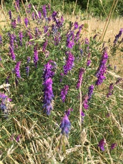 Vicia cracca